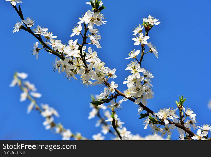 Blossom, Branch, Sky, Spring