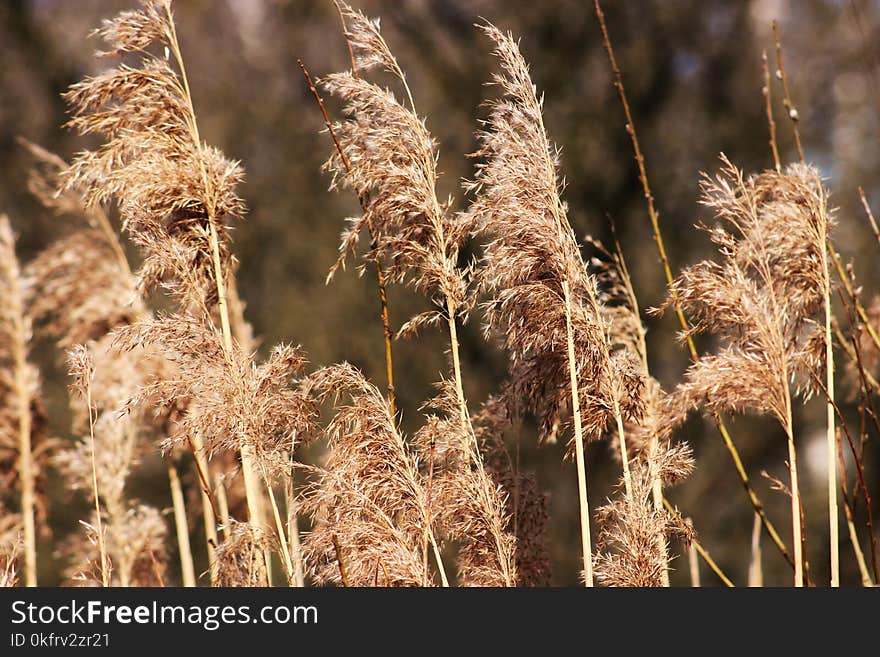 Vegetation, Grass Family, Phragmites, Grass