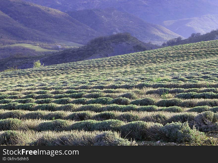 Vegetation, Field, Highland, Crop