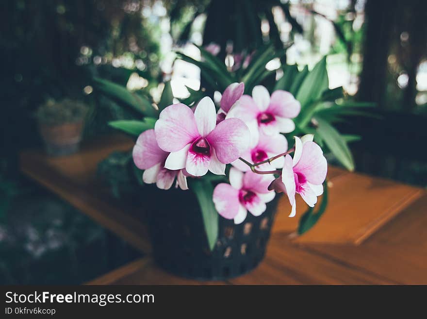 Beautiful white purple orchid in a pot on the table. Vintage effect style. Beautiful white purple orchid in a pot on the table. Vintage effect style.