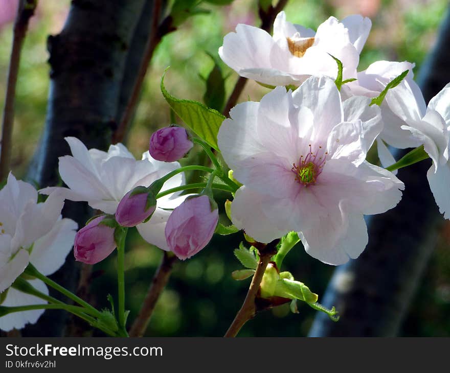 Plant, Flower, Blossom, Spring