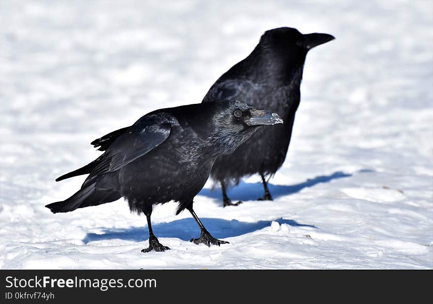 Bird, American Crow, Crow Like Bird, Crow