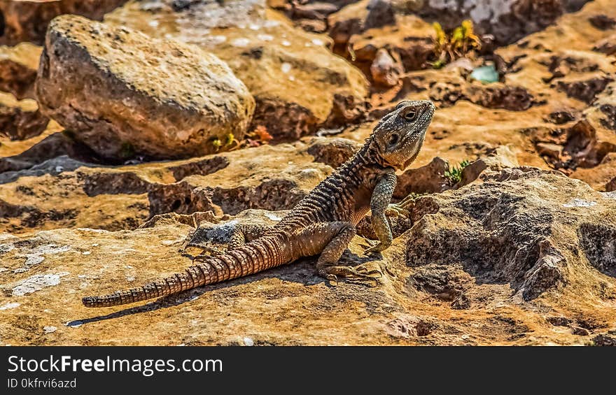 Reptile, Scaled Reptile, Lizard, Fauna