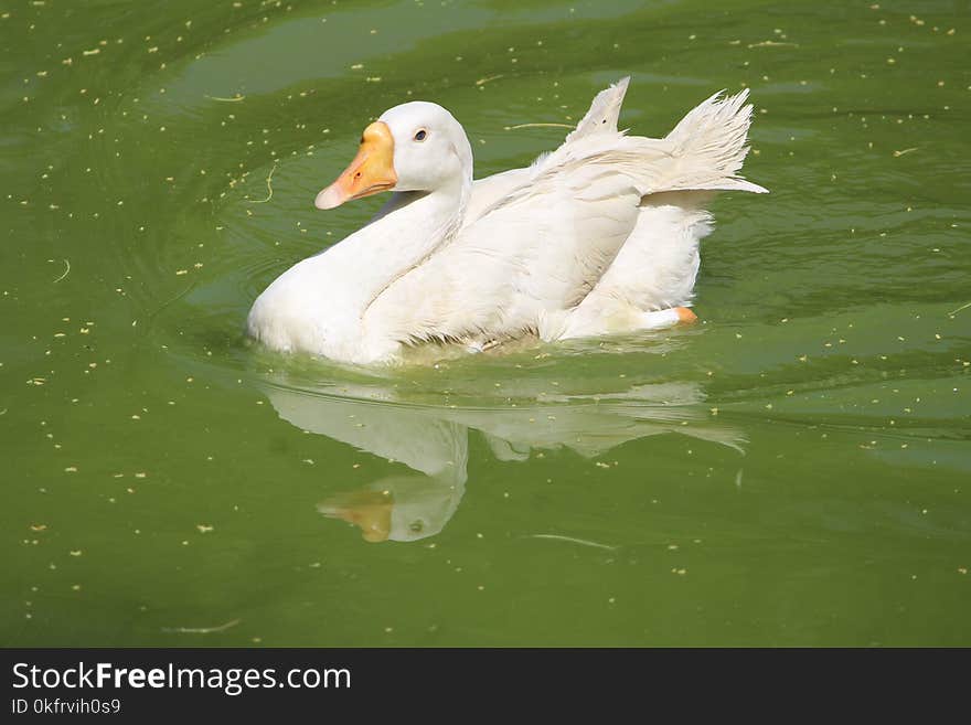 Bird, Duck, Water Bird, Water