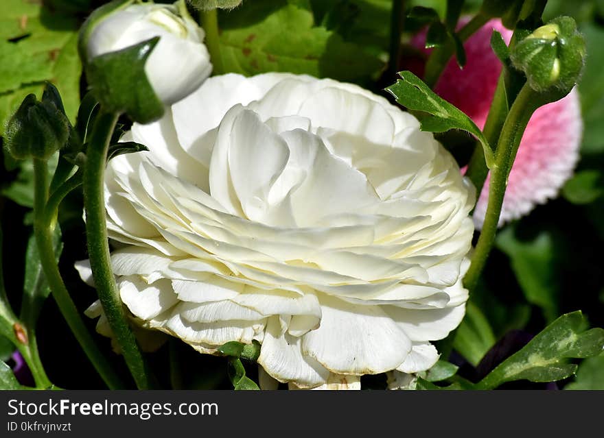 Flower, White, Plant, Rose Family