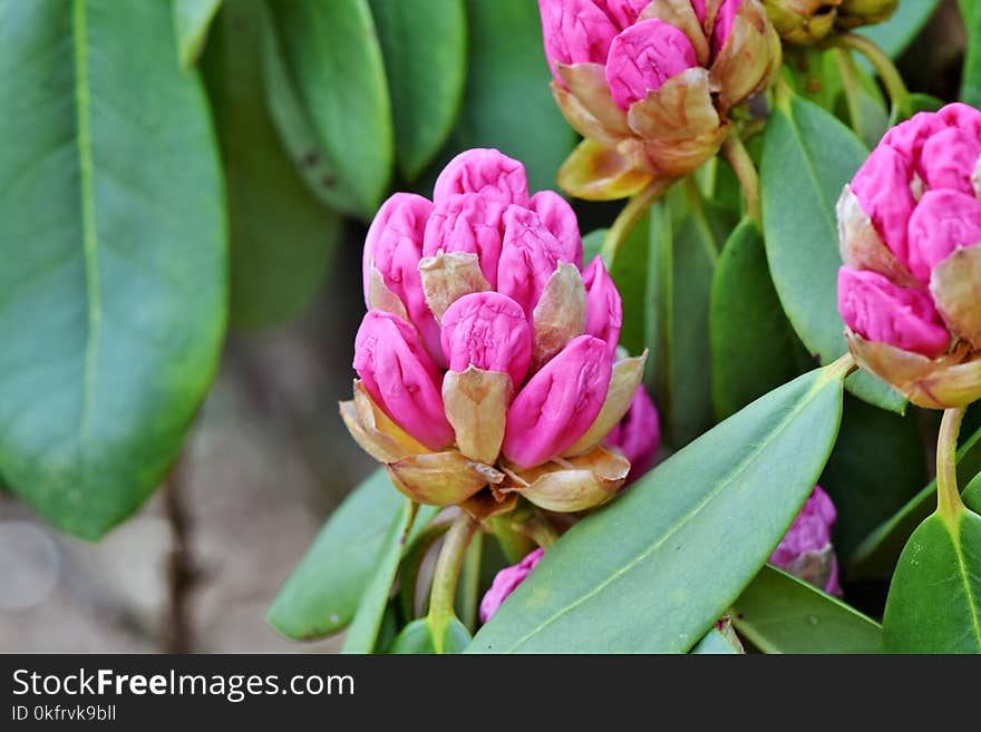 Flower, Plant, Flowering Plant, Bud