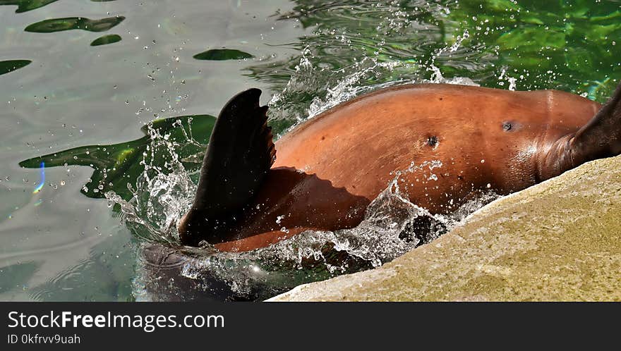 Water, Fauna, Marine Mammal, Seals