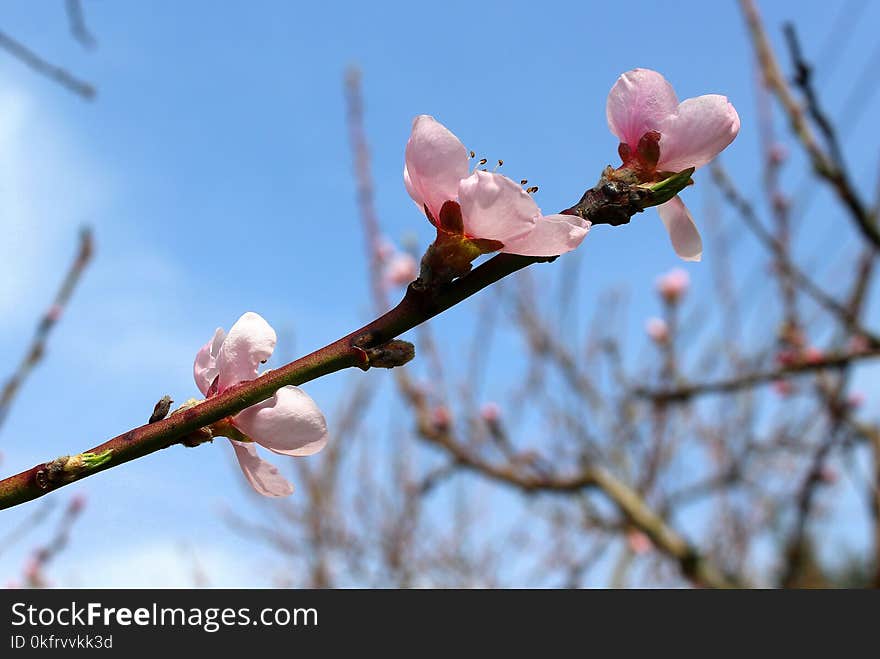 Blossom, Branch, Spring, Flora