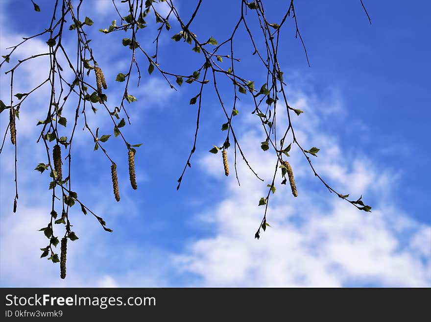 Sky, Branch, Tree, Leaf