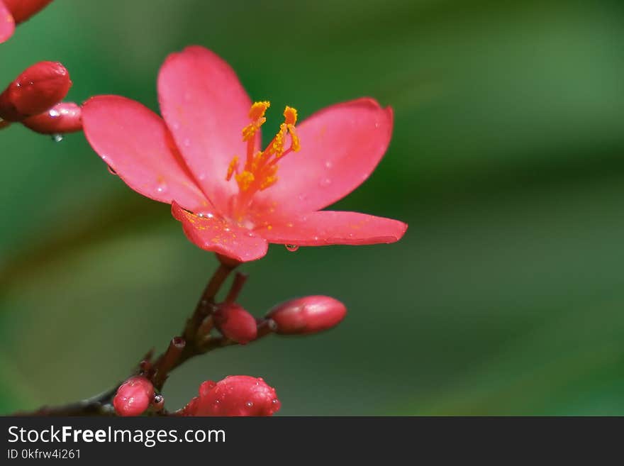 Flower, Flora, Blossom, Close Up