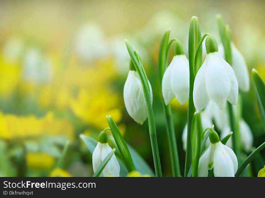 Flower, White, Plant, Yellow