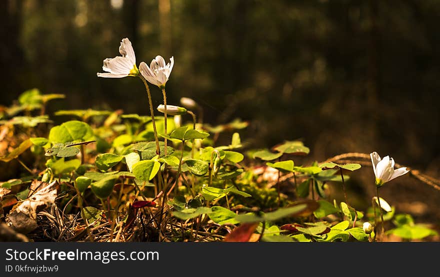 Flora, Plant, Leaf, Vegetation