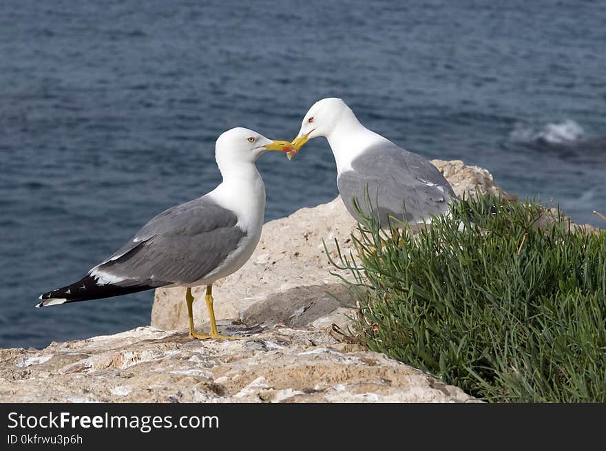 Bird, Seabird, Gull, European Herring Gull