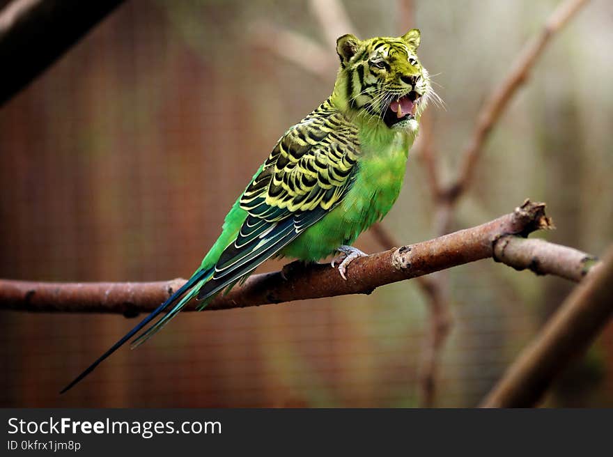 Bird, Common Pet Parakeet, Parakeet, Parrot