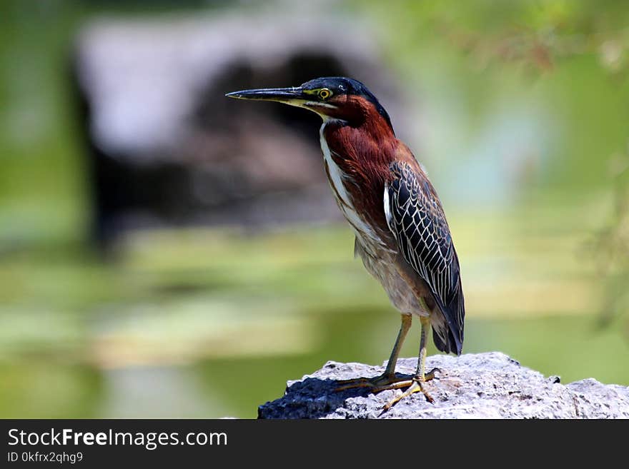 Bird, Beak, Fauna, Green Heron