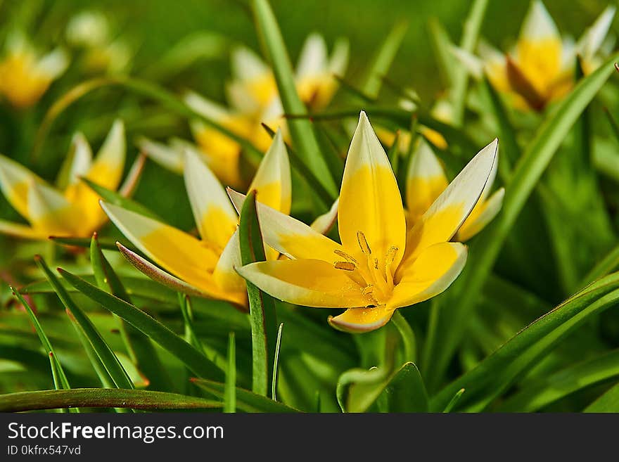 Flower, Plant, Yellow, Flora