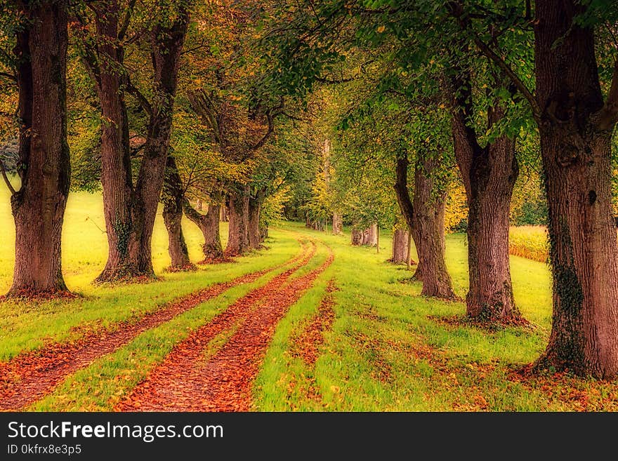 Nature, Tree, Woodland, Path