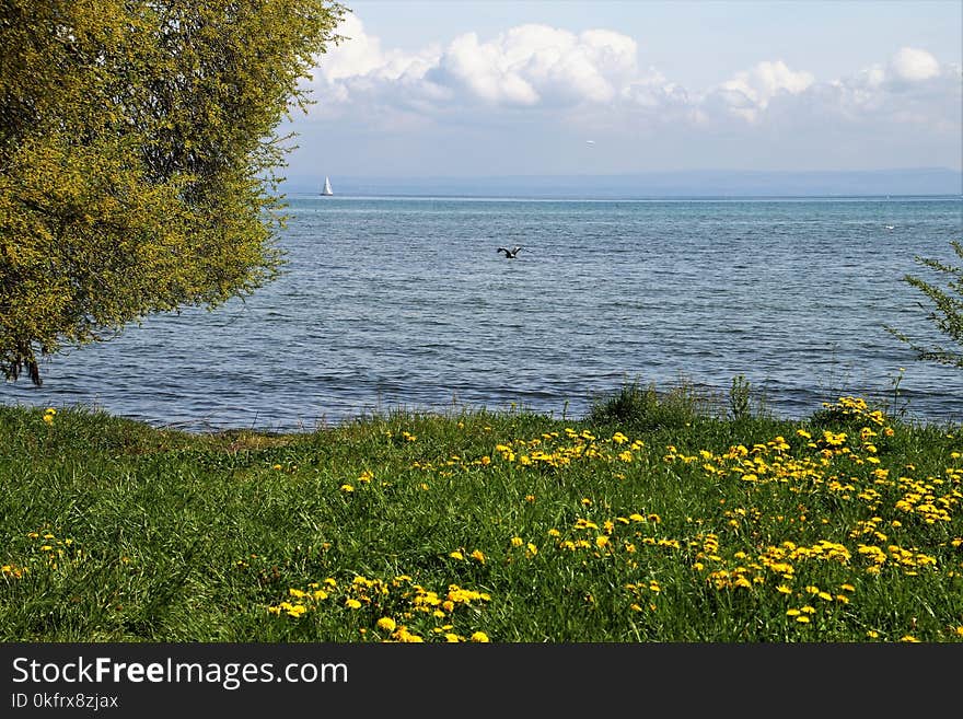 Water, Flower, Vegetation, Shore