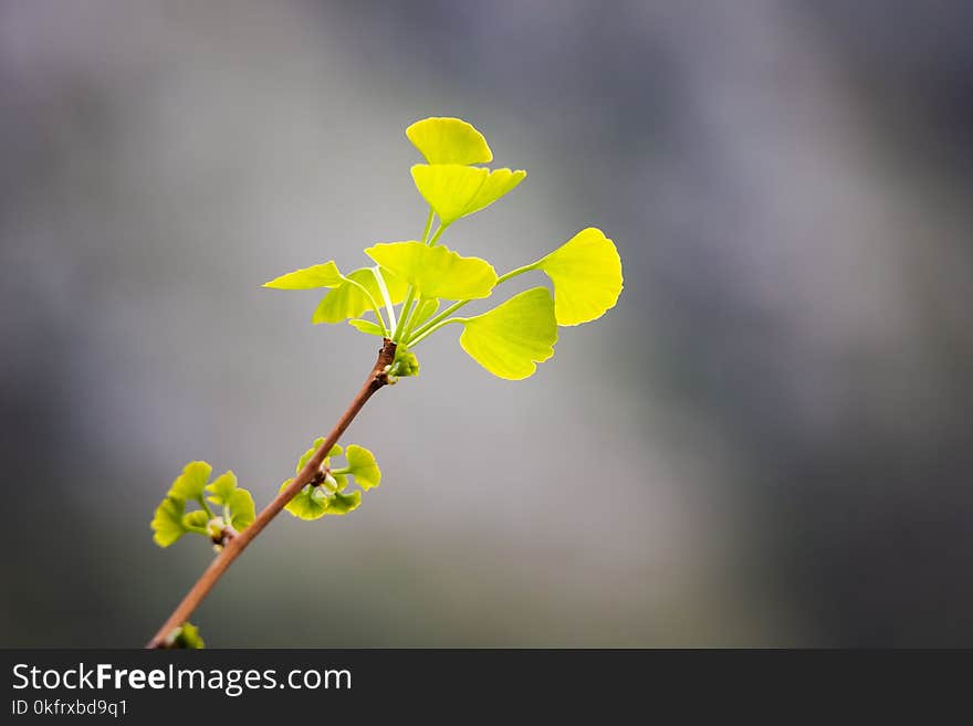 Yellow, Leaf, Branch, Flora