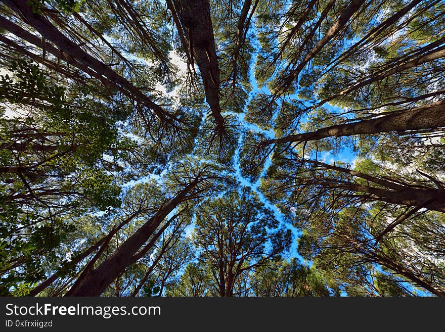 Tree, Nature, Forest, Vegetation