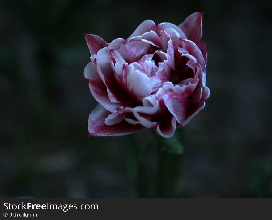 Flower, Plant, Flowering Plant, Petal