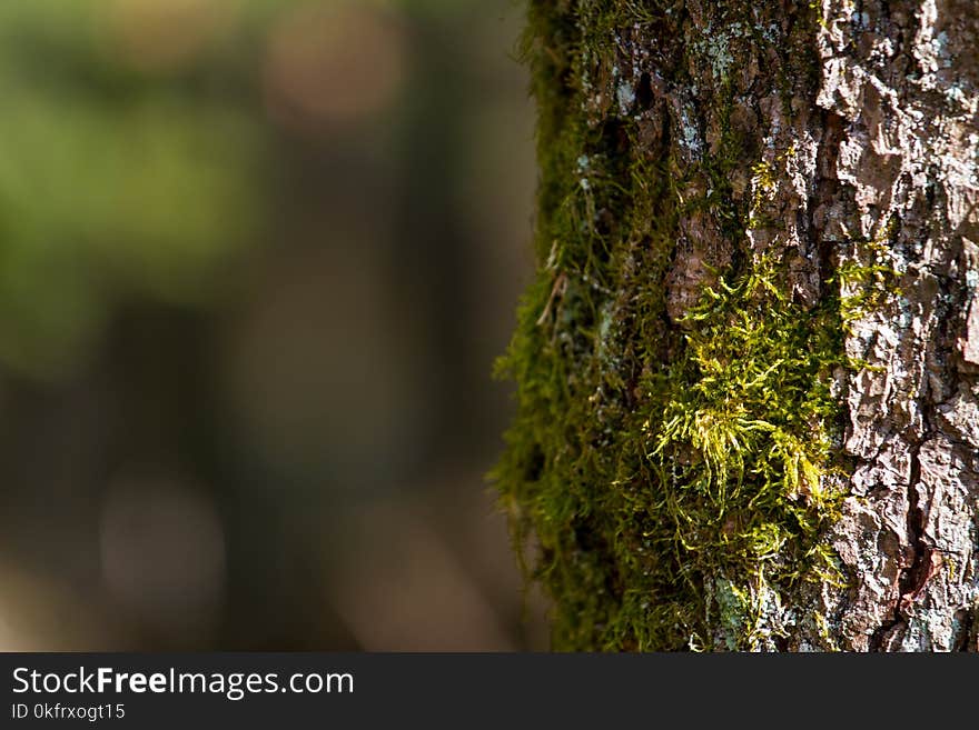 Trunk, Tree, Vegetation, Branch