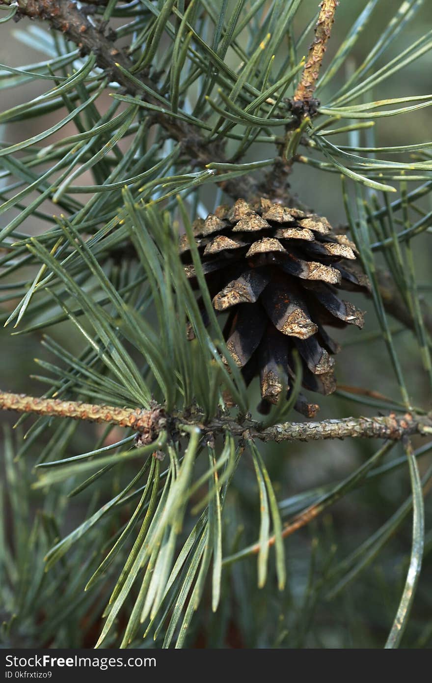 Pine Family, Tree, Pine, Conifer