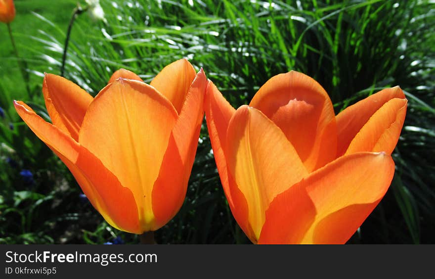 Flower, Plant, Flowering Plant, Tulip