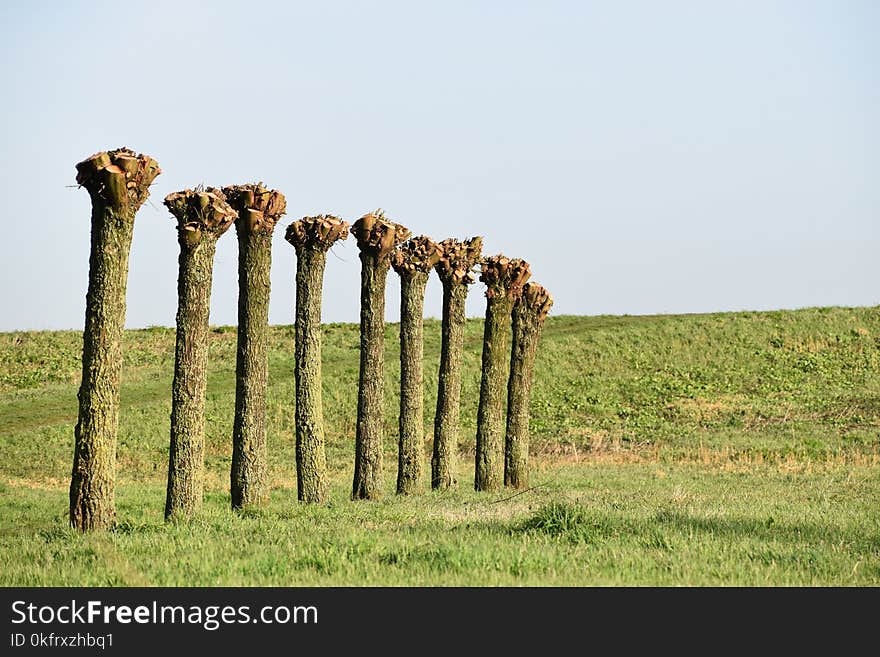 Tree, Field, Grass, Grassland