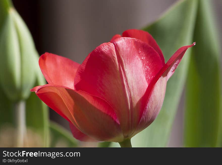 Flower, Plant, Tulip, Flowering Plant