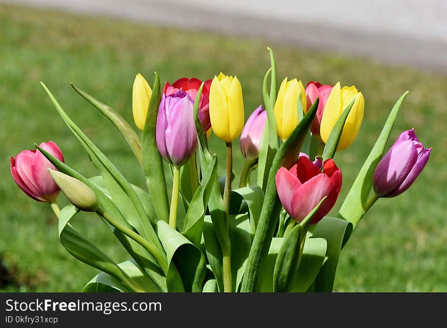 Flower, Plant, Tulip, Flowering Plant