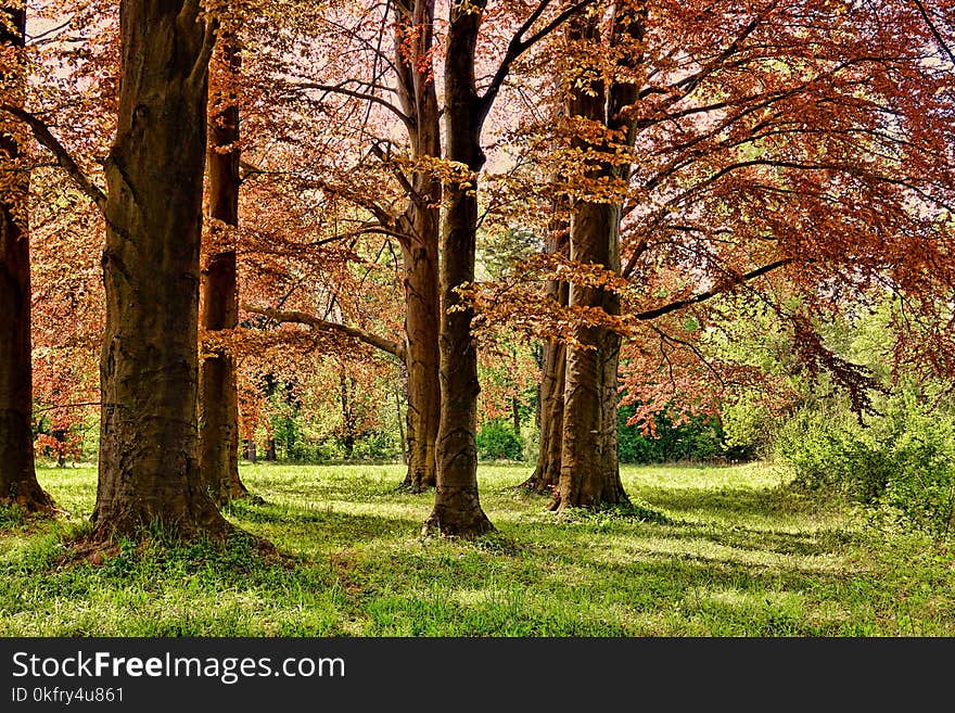 Tree, Nature, Woodland, Ecosystem