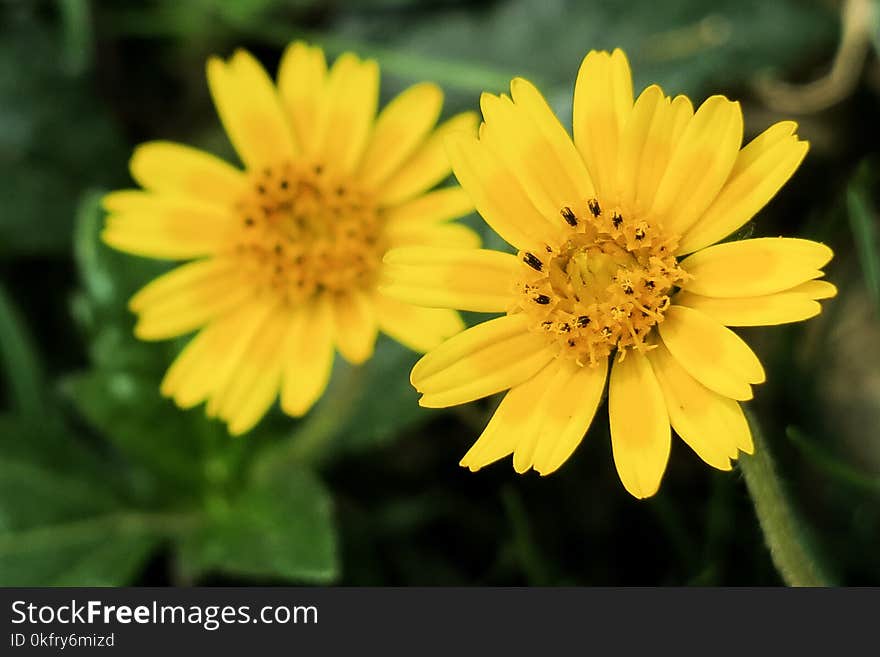 Flower, Yellow, Flora, Daisy Family