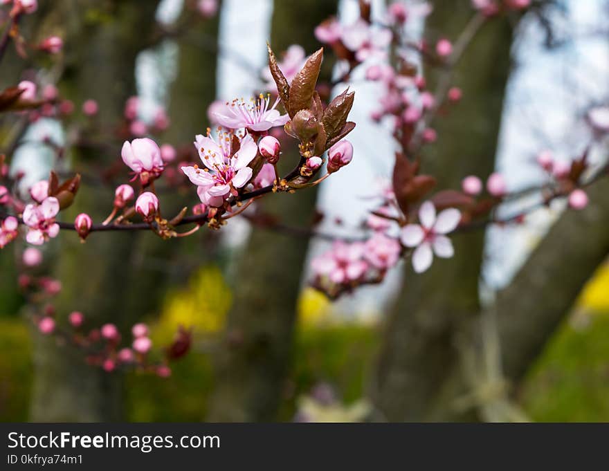 Blossom, Spring, Branch, Pink