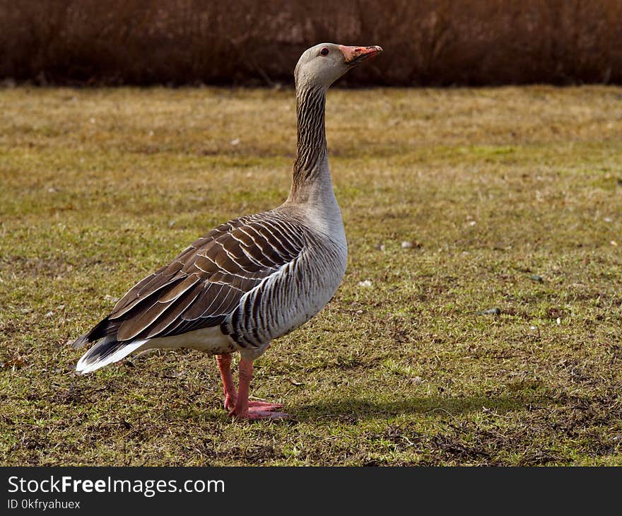 Bird, Goose, Fauna, Water Bird