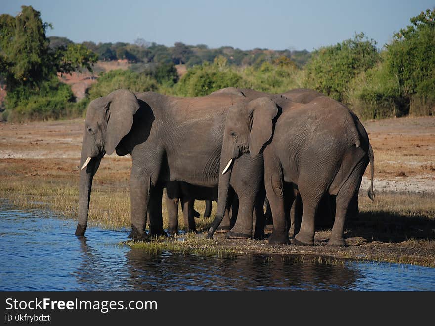 Elephant, Elephants And Mammoths, Wildlife, Terrestrial Animal