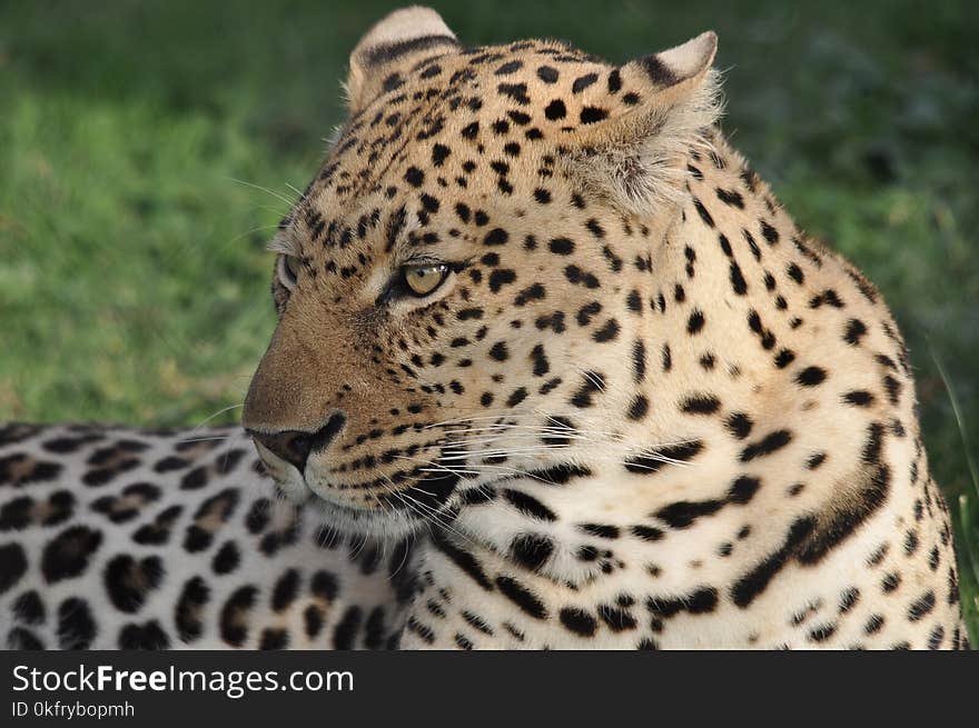 Leopard, Wildlife, Terrestrial Animal, Cheetah