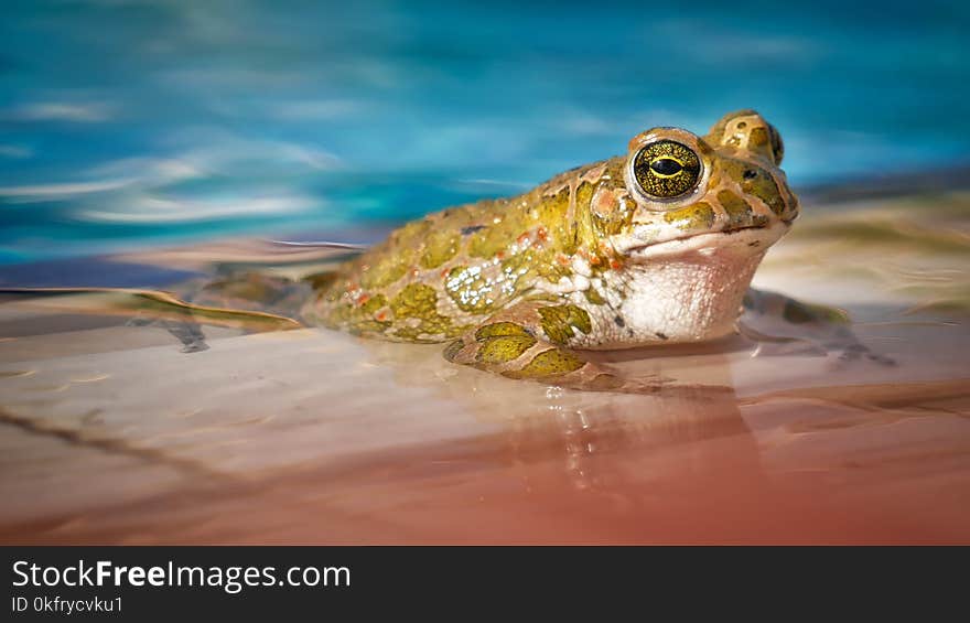 Ranidae, Amphibian, Frog, Toad