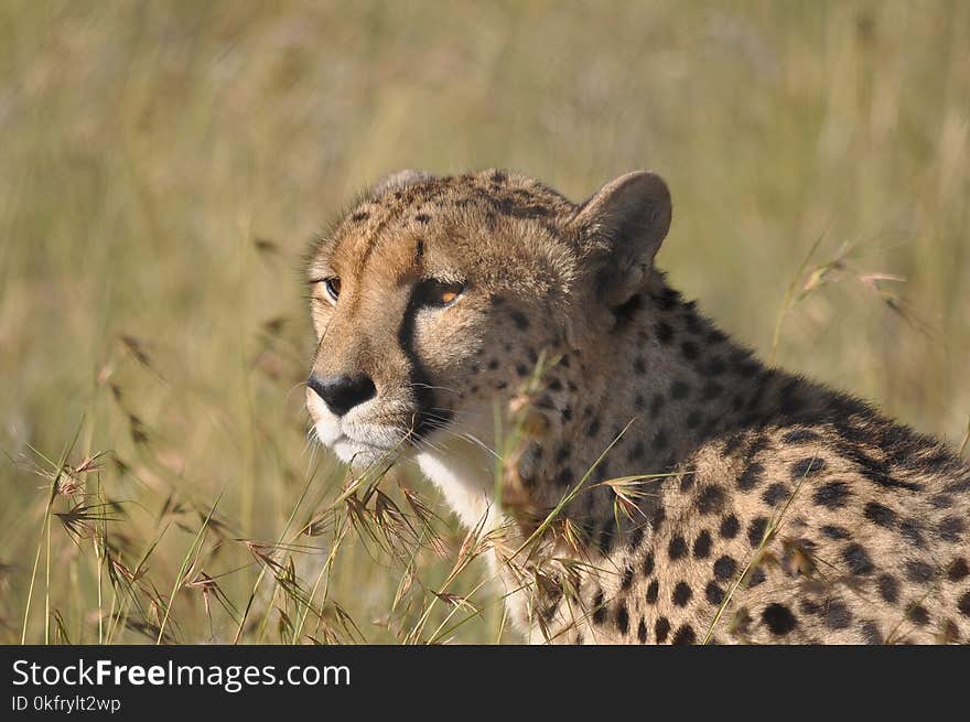 Cheetah, Terrestrial Animal, Wildlife, Mammal