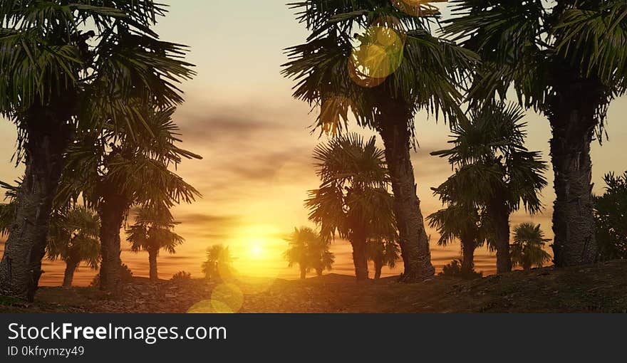 Palm Tree, Arecales, Vegetation, Sky