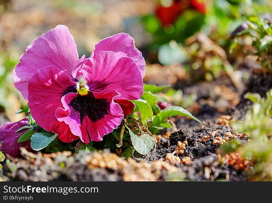 Flower, Plant, Flora, Flowering Plant