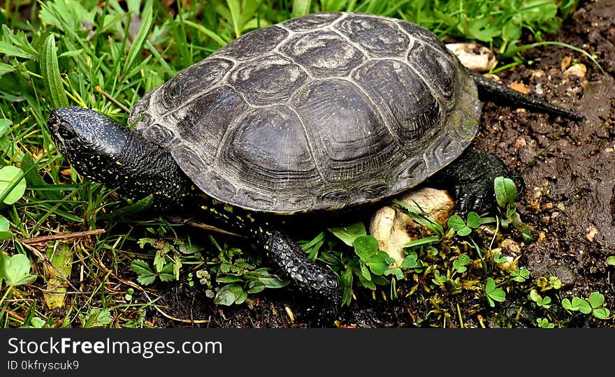 Tortoise, Emydidae, Turtle, Terrestrial Animal