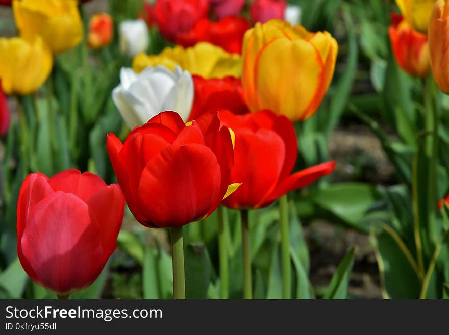 Flower, Flowering Plant, Tulip, Plant