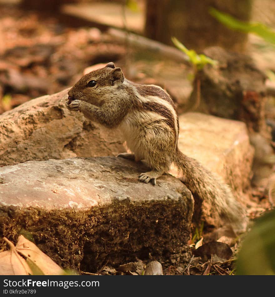 Squirrel, Fauna, Mammal, Chipmunk