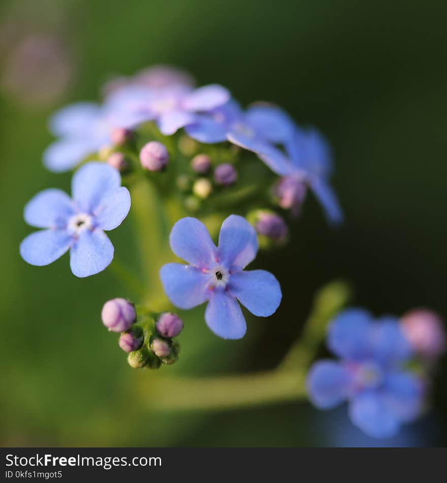 blue flower with rose