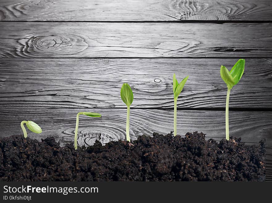 Plant dirt soil growth green sprout ground