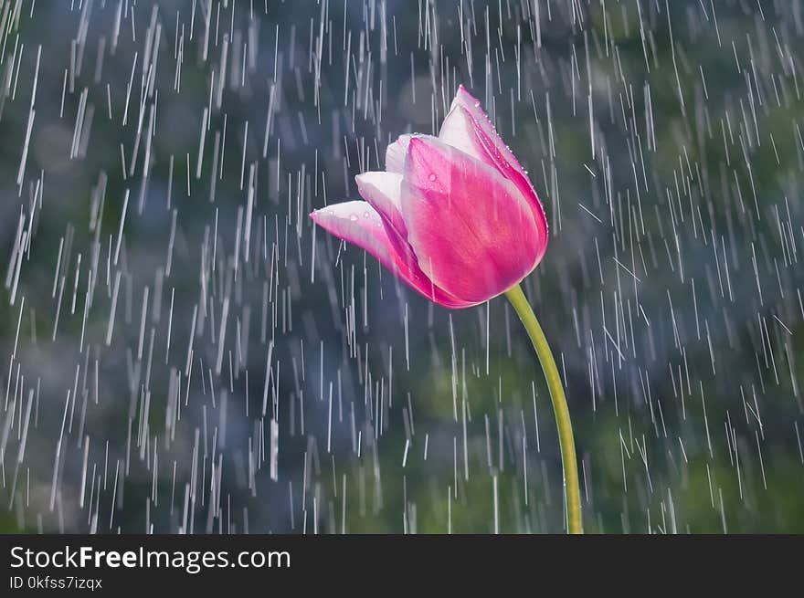 Lilac-purple tulip on the background of tracks of rain drops