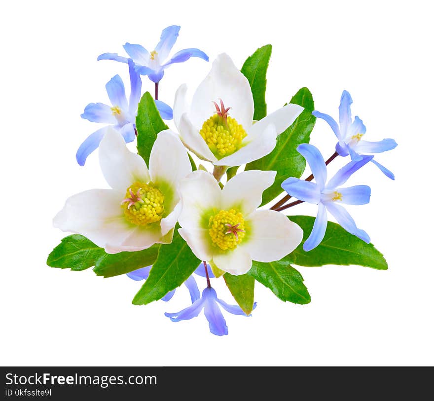 Composition with spring flowers Hellebore and Blue Scilla. Isolated