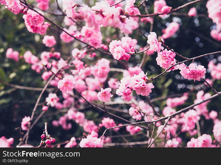 Pink Blossoms Of Cherry Blossoms