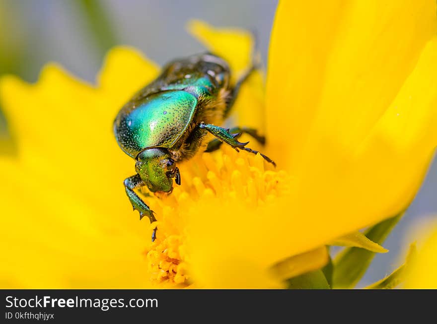 Brilliant beetle cetonia aurata creeps along the blossoming flower bud. Brilliant beetle cetonia aurata creeps along the blossoming flower bud